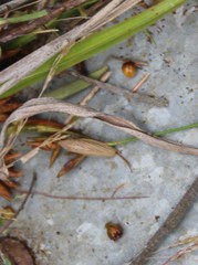 Draeculacephala septemguttata