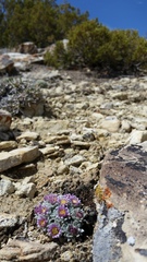 Townsendia spathulata