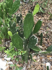 Opuntia cochenillifera