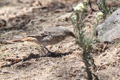 Histurgops ruficauda