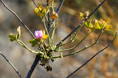 Malacothamnus densiflorus