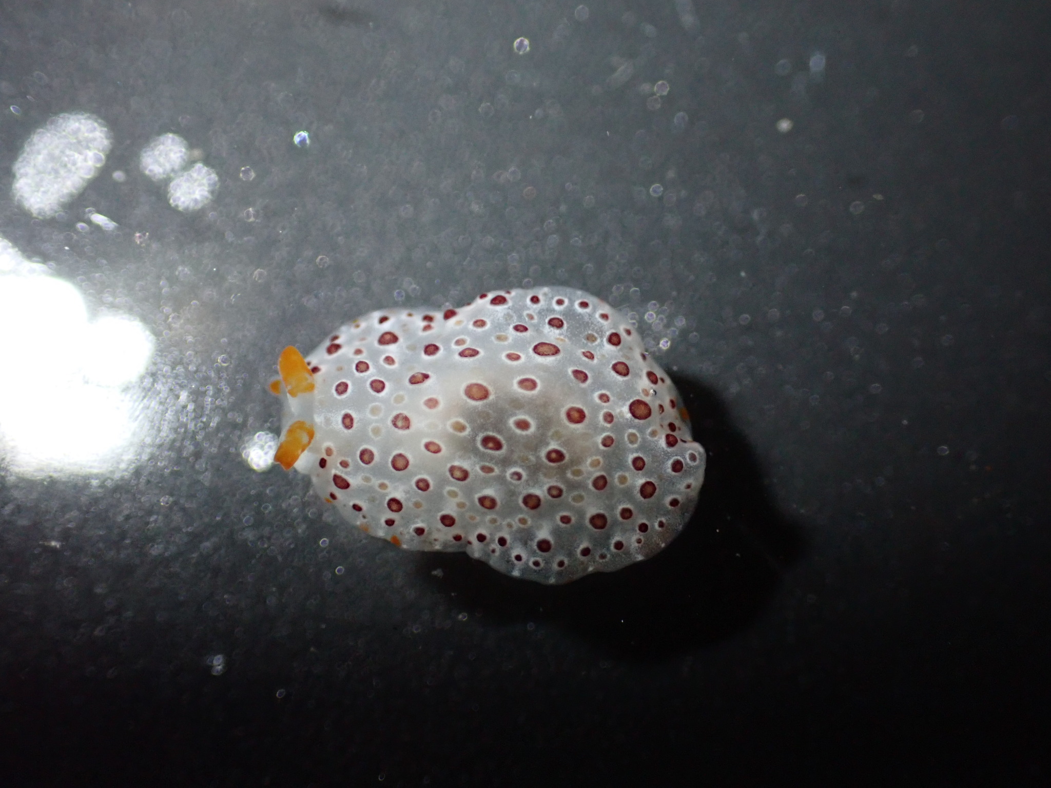 培倫側鰓海蛞蝓 (佩隆側鰓海牛) Pleurobranchus peroni