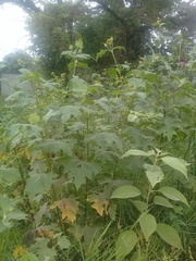 Smallanthus maculatus