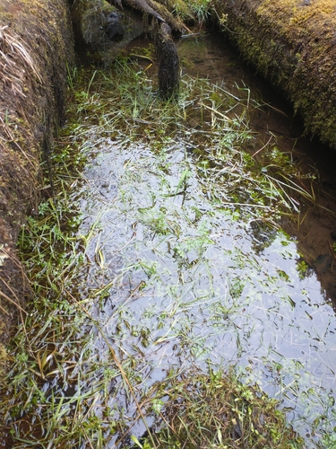 Glyceria occidentalis iNat (2)