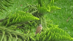 Zonotrichia capensis