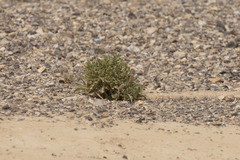 Anastatica hierochuntica