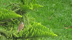 Zonotrichia capensis