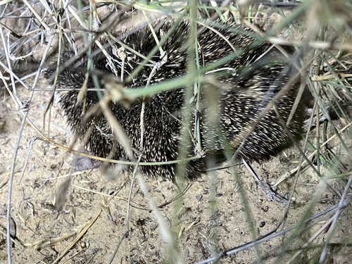 エチオピアハリネズミ