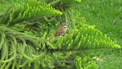 Zonotrichia capensis