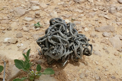 Anastatica hierochuntica