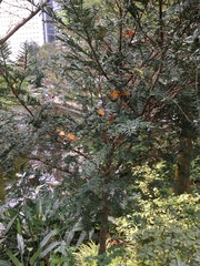 Taxus chinensis