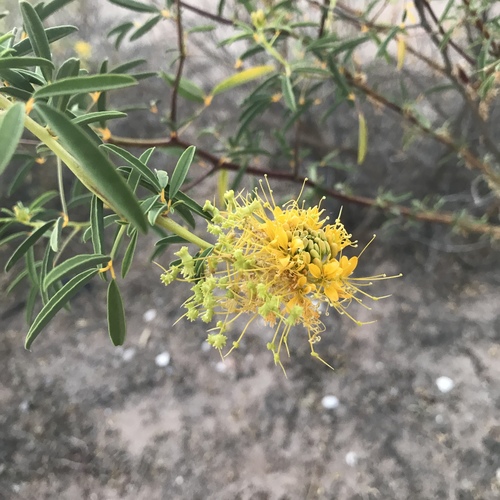 Palmer's jackass-clover (Cleomella palmeri)