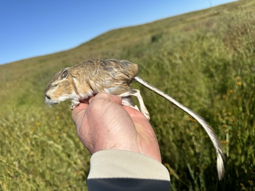 Giant Kangaroo Rat