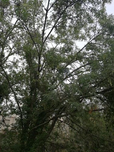 Fraxinus uhdei