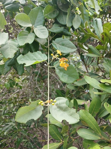 Stigmaphyllon discolor observed 2024-04-09