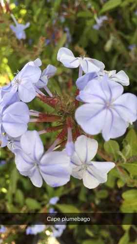 blue plumbago