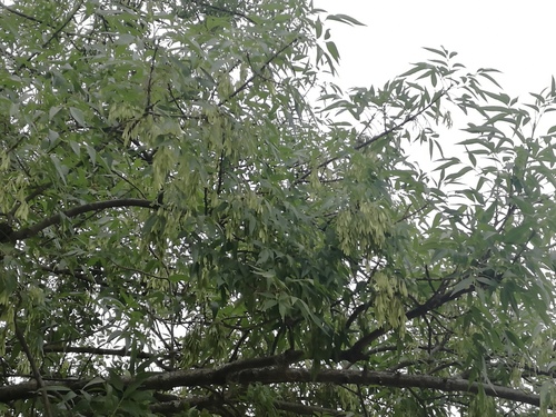 Fraxinus uhdei