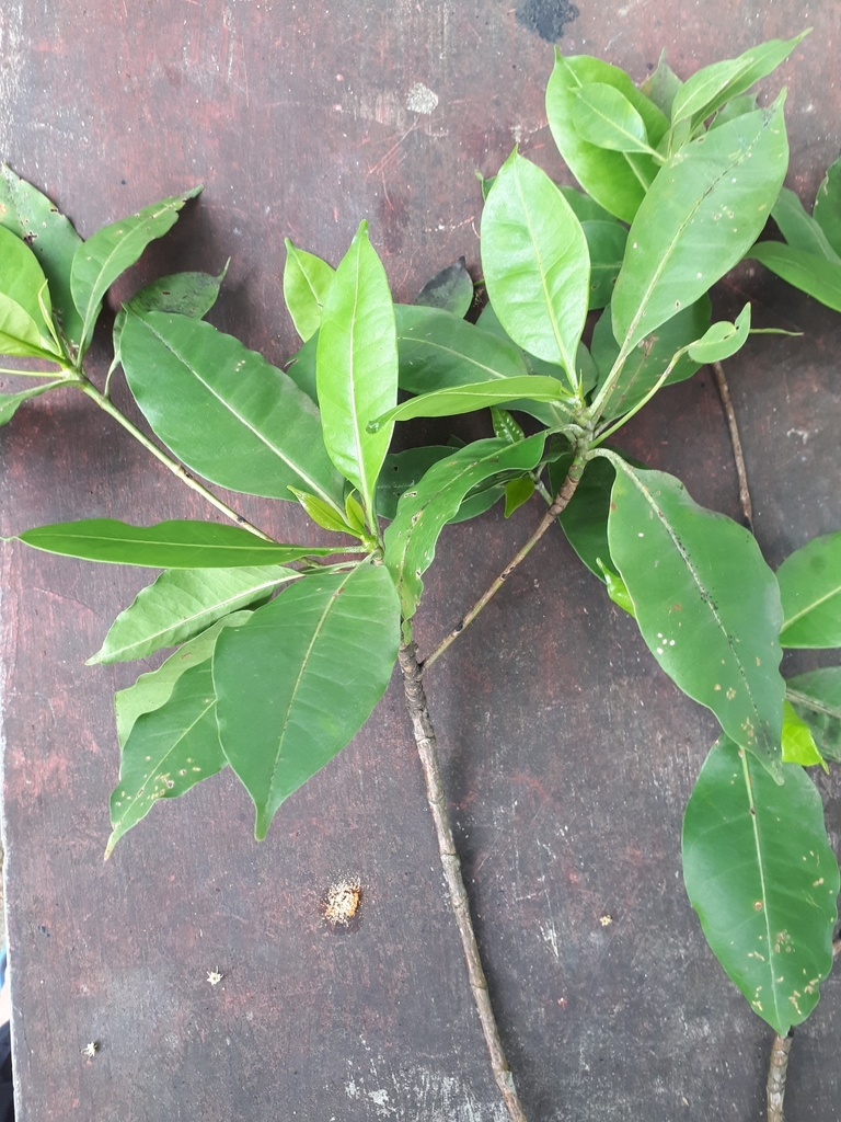 Cyrtophyllum fragrans (Cyrtophyllum fragrans)