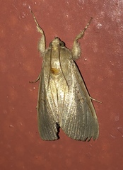 Litoprosopus futilis