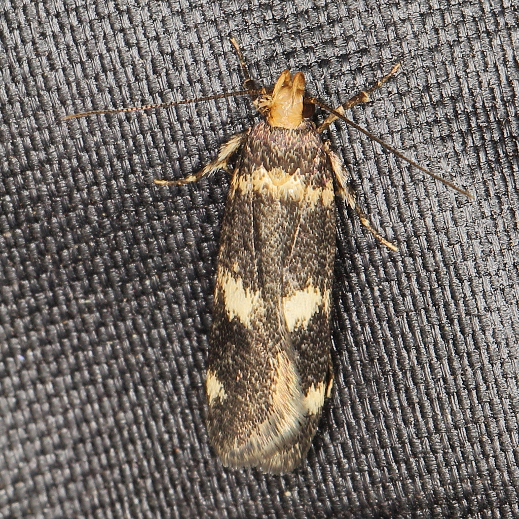 Chrysoesthia isocharis