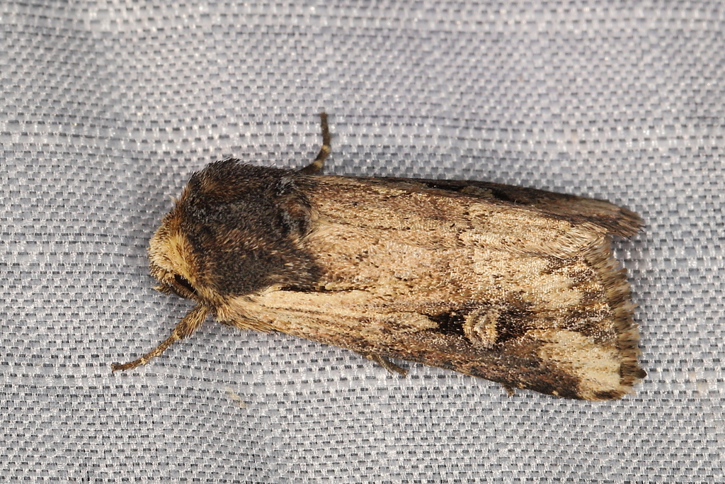 Psectraxylia bisagittatum