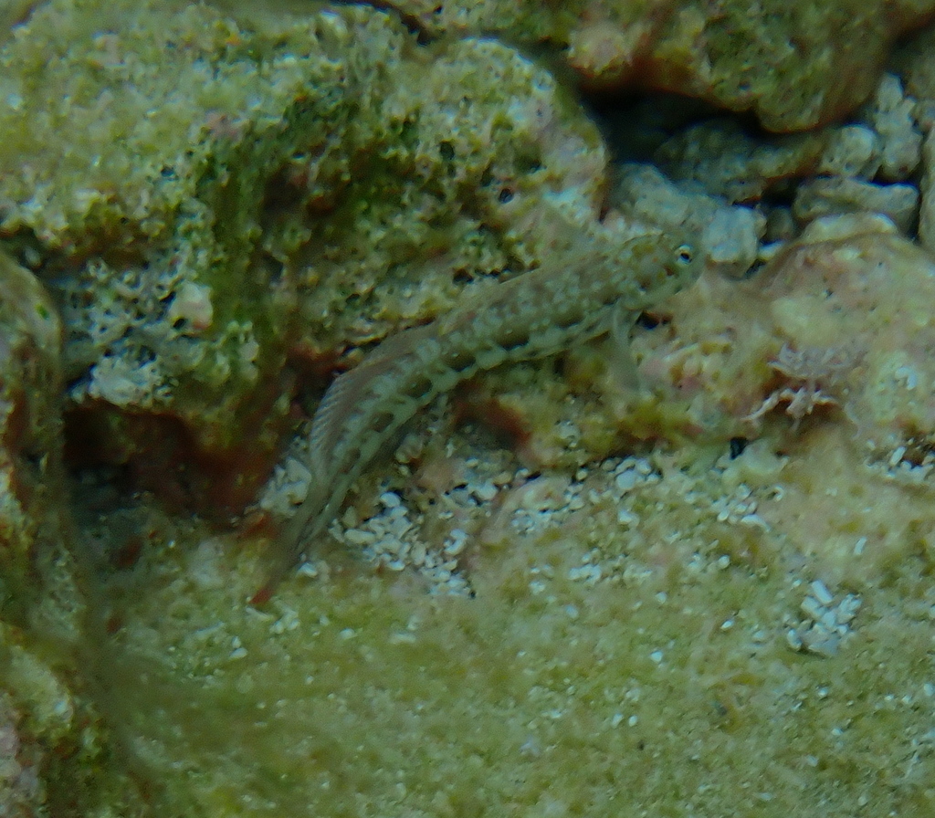 Blue-dashed Rockskipper
