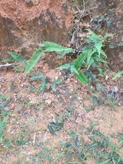 Dicranopteris linearis