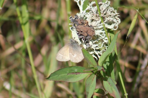 Common Ringlet photo 4