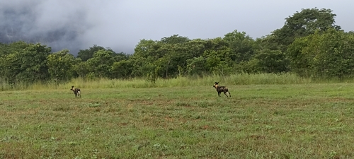 Cape Wild Dog