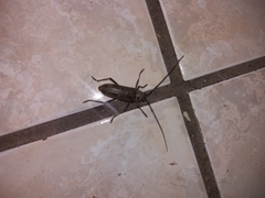 Susuacanga stigmatica