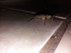 Susuacanga stigmatica