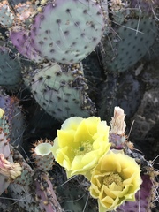 Opuntia gosseliniana