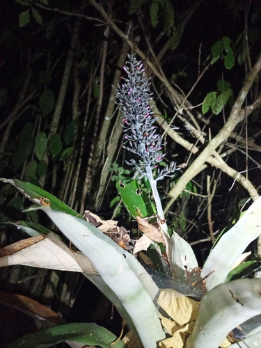Aechmea lueddemanniana