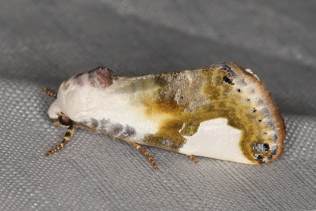 Acontia mionides