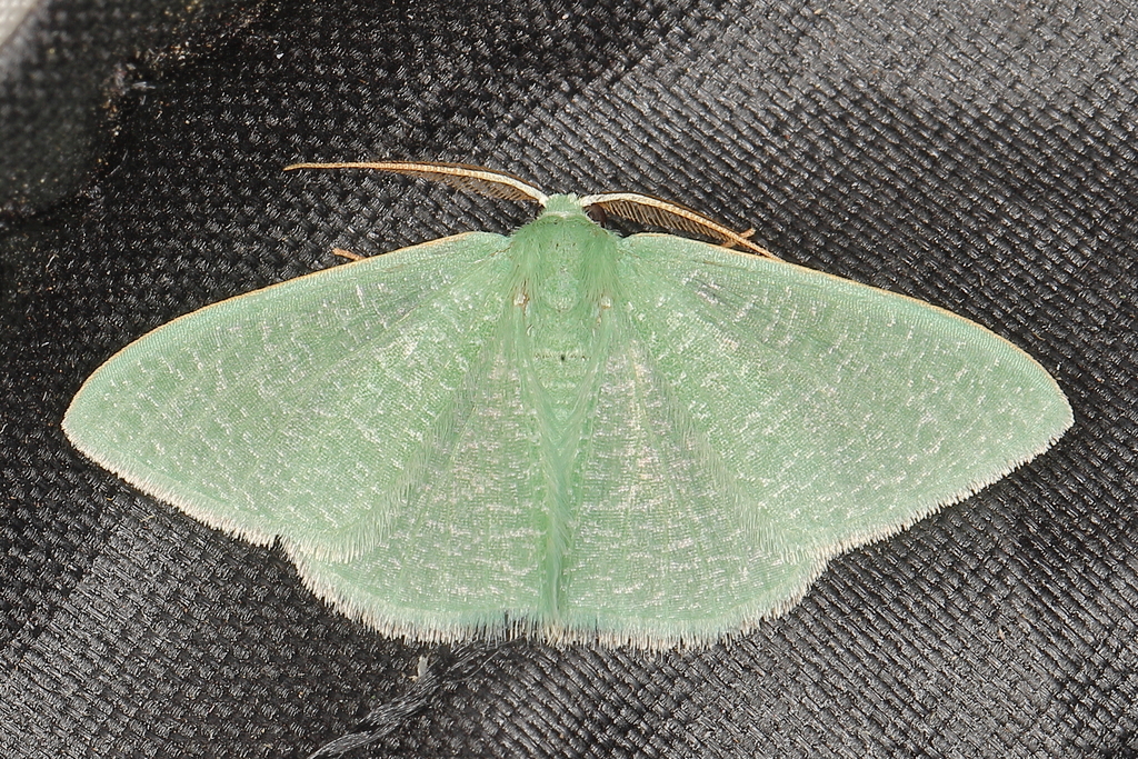 Chlorocoma clopia