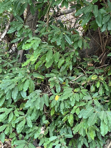 Ficus caulocarpa (Ficus caulocarpa)