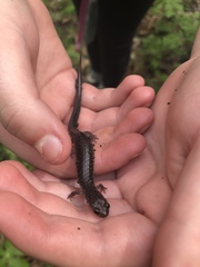 Plethodon jacksoni