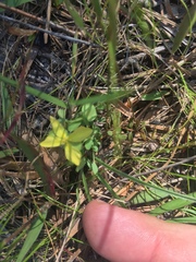 Hypericum suffruticosum