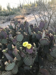 Opuntia gosseliniana