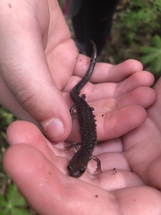 Plethodon jacksoni