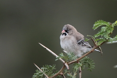Scaly-Feathered Weaver photo 3