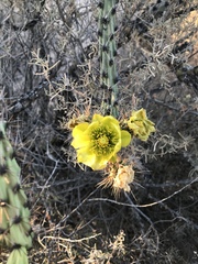 Opuntia gosseliniana