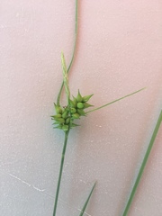 Carex turgescens