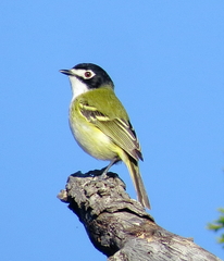 Vireo atricapilla