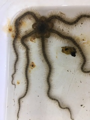 Ophiothrix