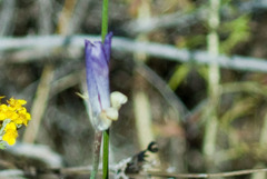 Calochortus splendens