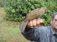 Turdus assimilis