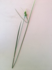 Carex turgescens