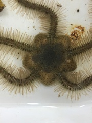 Ophiothrix
