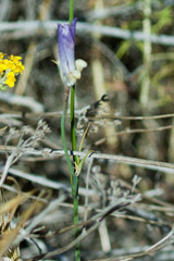 Calochortus splendens